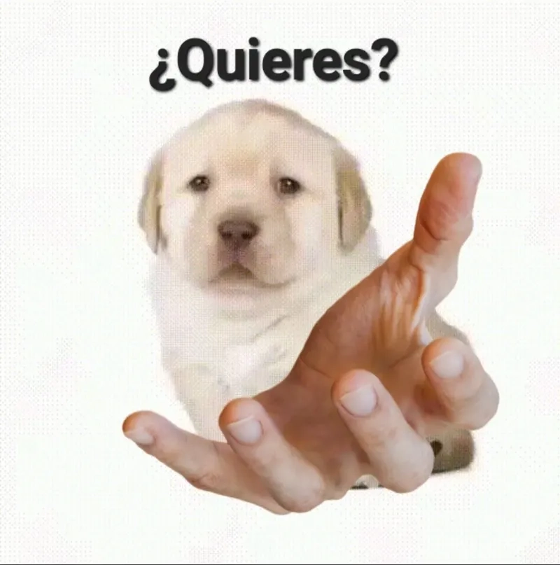 The curious quieres monkey meme