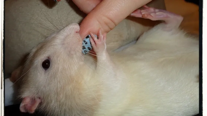 The spiral-shaped Spirillum minus bacteria