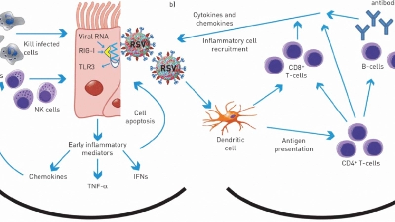 Discover benefits of RSV vaccine for all