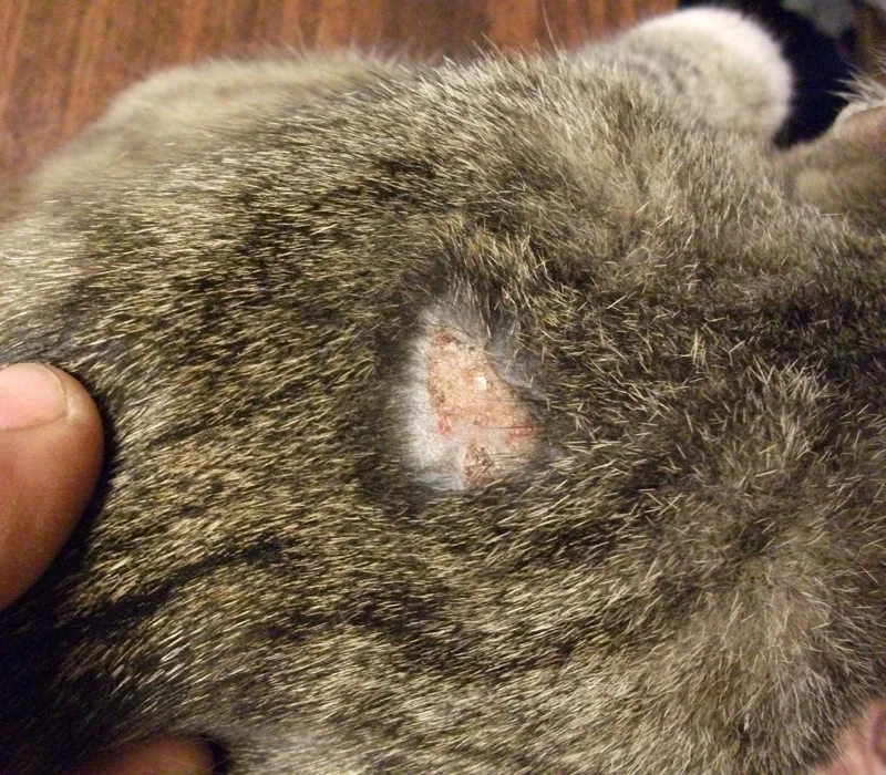 Is ringworm contagious? A visual guide to transmission