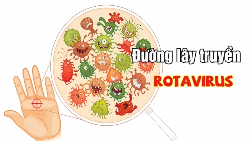 Rotavirus Infection also affects rotavirus in adults