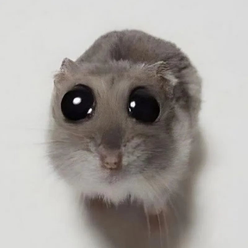 A photo of the official sad hamster keychain