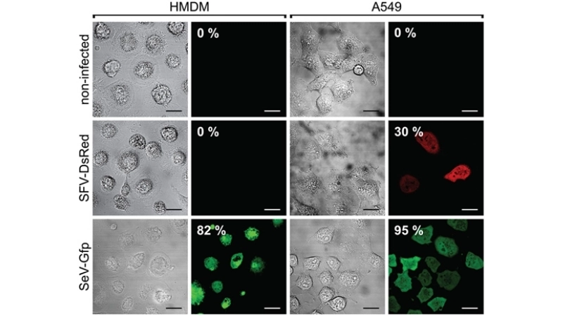 Research on Semliki Forest Virus Disease vaccine
