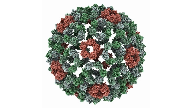 Mosquito vector in Semliki Forest Virus Disease