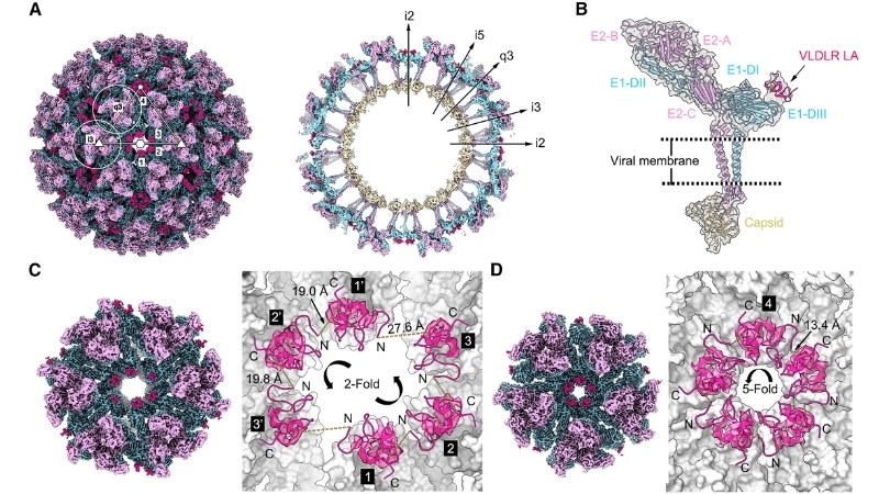 Semliki Forest Virus Disease global epidemiology