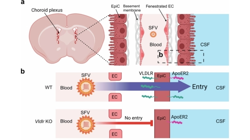 Tracking Semliki Forest Virus Disease outbreaks