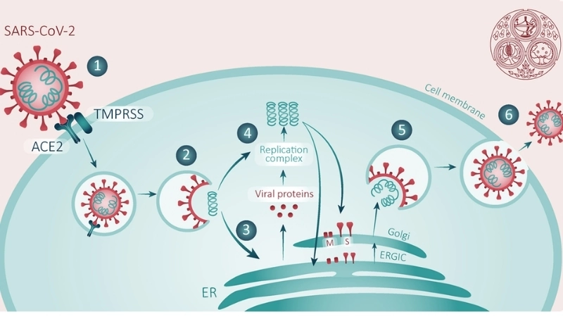 Discover details about the SARS virus nature