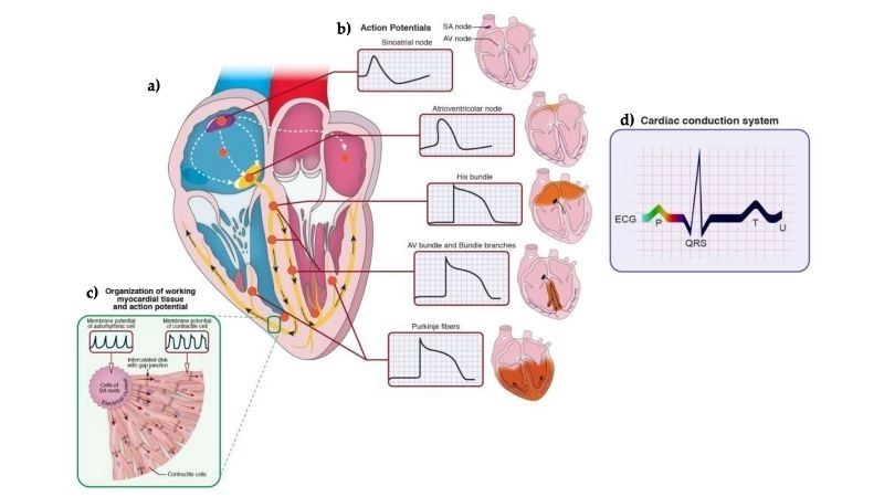 Sick sinus syndrome treatment restores proper heart rhythm and function