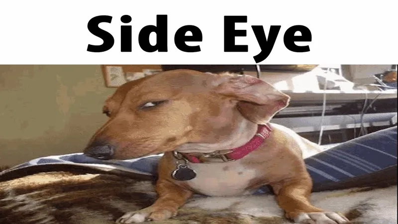 A cat judging you with a side eye