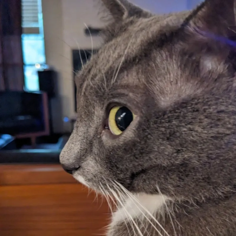 Your new favorite animated side eye gif