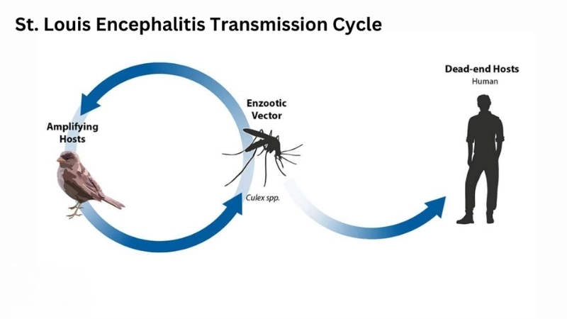 Explore common St. Louis encephalitis symptoms today