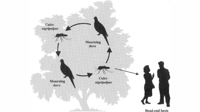 Guide to St. Louis encephalitis diagnosis methods