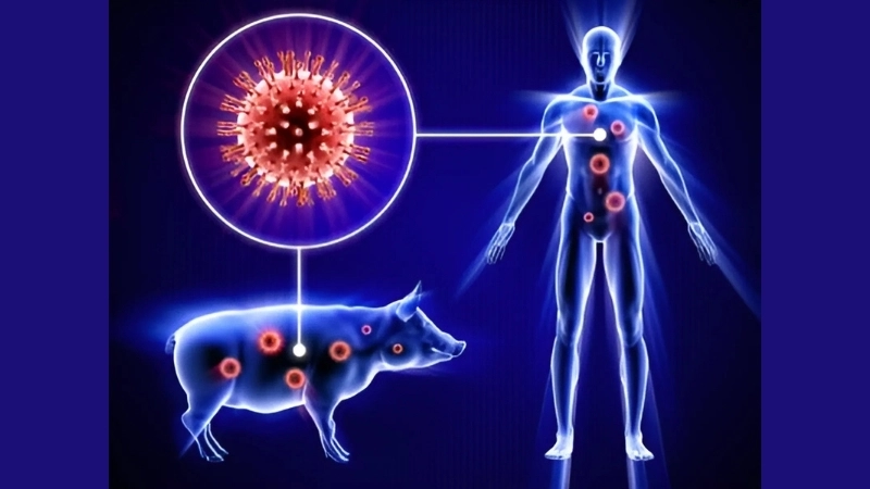 Is swine flu influenza a virus affecting humans