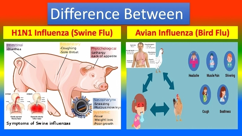 How to prevent swine influenza using vaccines