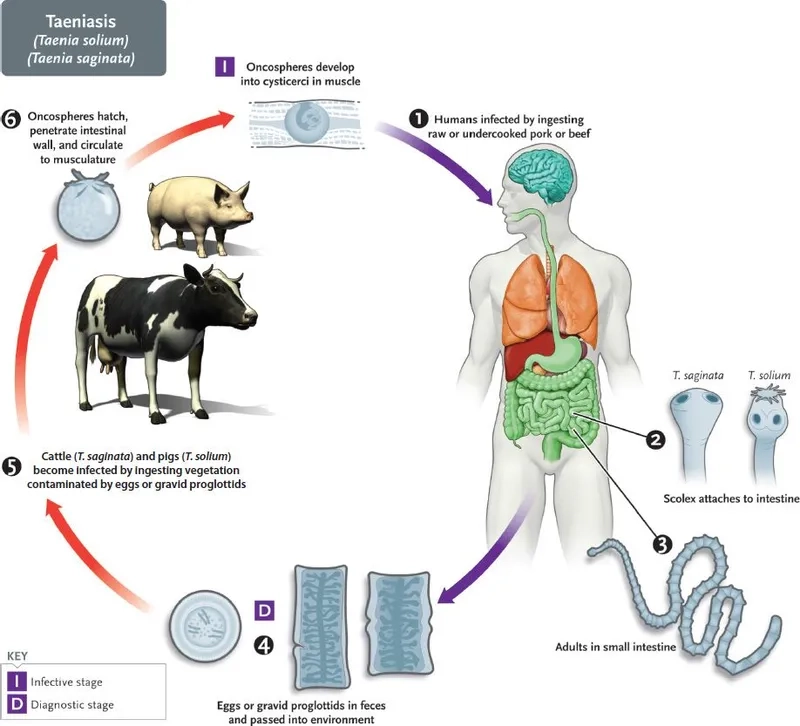 A clear visual of what is taeniasis