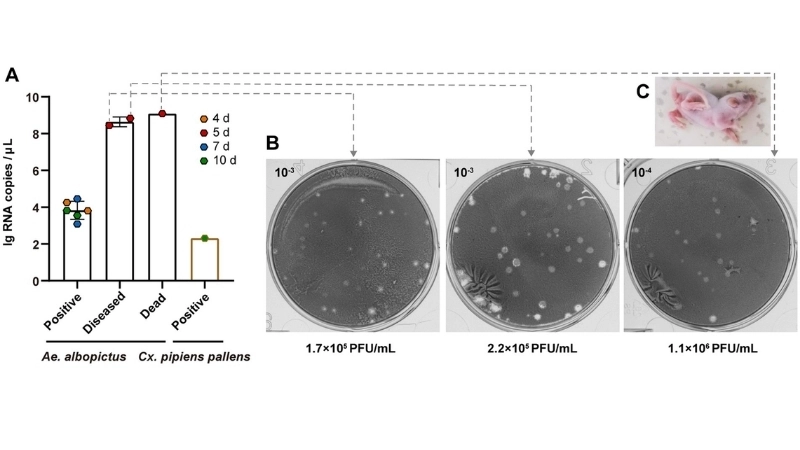 Tahyna Virus Infection under Tahyna virus research