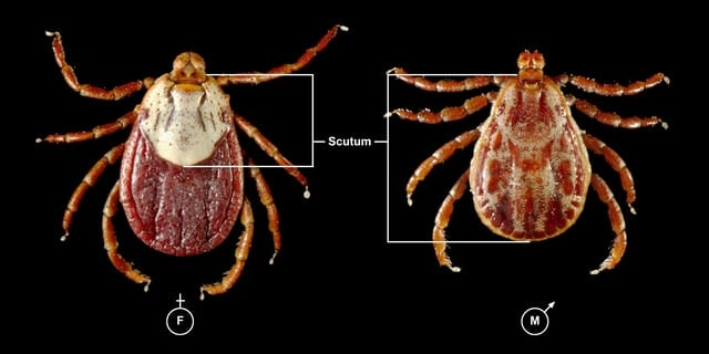 An overview of treatment for Colorado tick fever