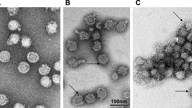 Recognize TBE symptoms to prevent risks
