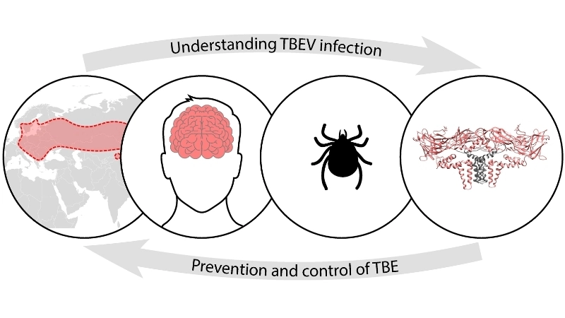 Stay safe with tick-borne encephalitis vaccine today