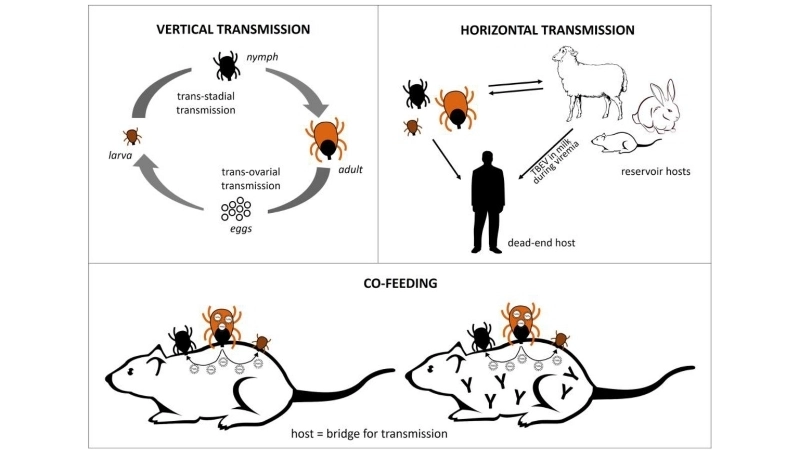Guide to TBE treatment for quick recovery