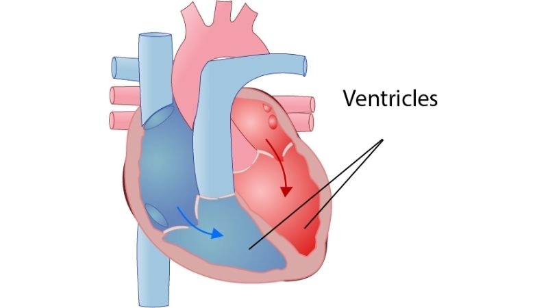 Torsades De Pointes Magnesium first line emergency therapy