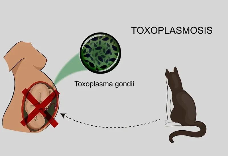 Understanding the toxoplasmosis in pregnancy risks