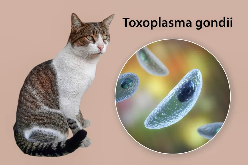 Modern approaches to effective toxoplasmosis treatment