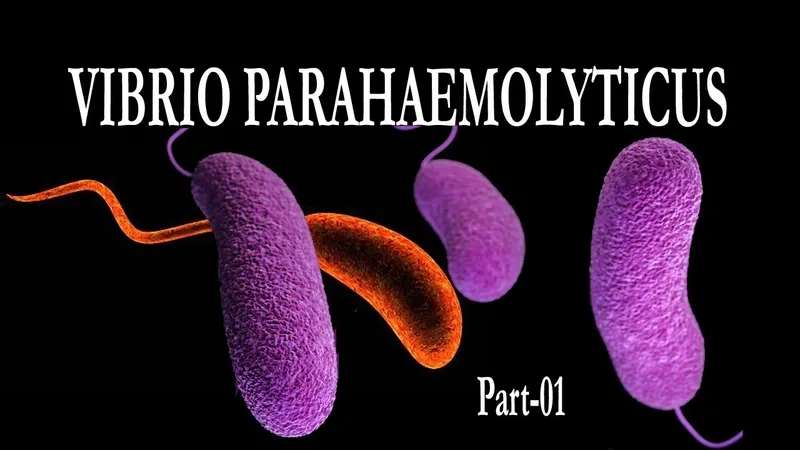 A medical chart showing common vibriosis symptoms