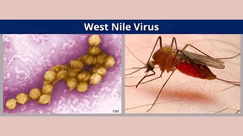 West Nile Virus risk rises in summer heat