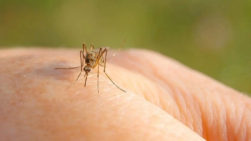 West Nile Virus mosquito bites transmit virus