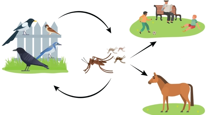 West Nile Virus prevention starts with mosquito control