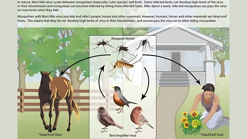 West Nile Virus vaccine helps protect humans