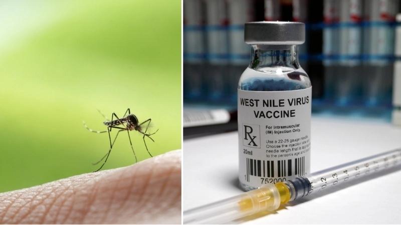 West Nile Virus in humans can cause fever