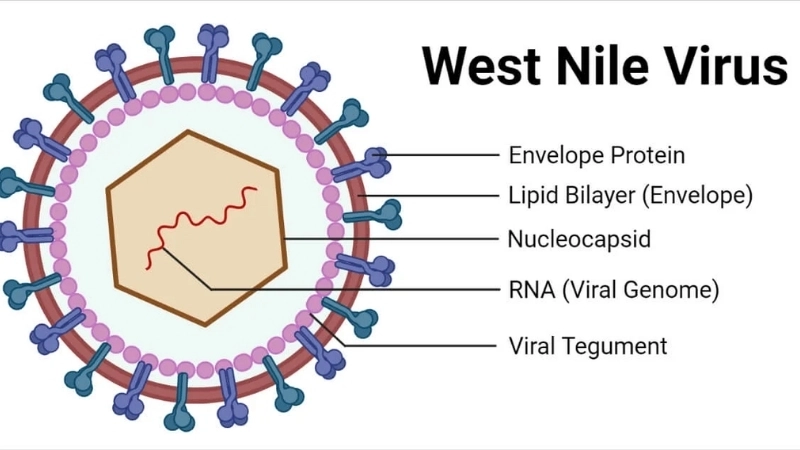 West Nile Virus in horses affects nervous system