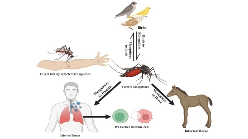 West Nile Virus in birds spreads via mosquitoes