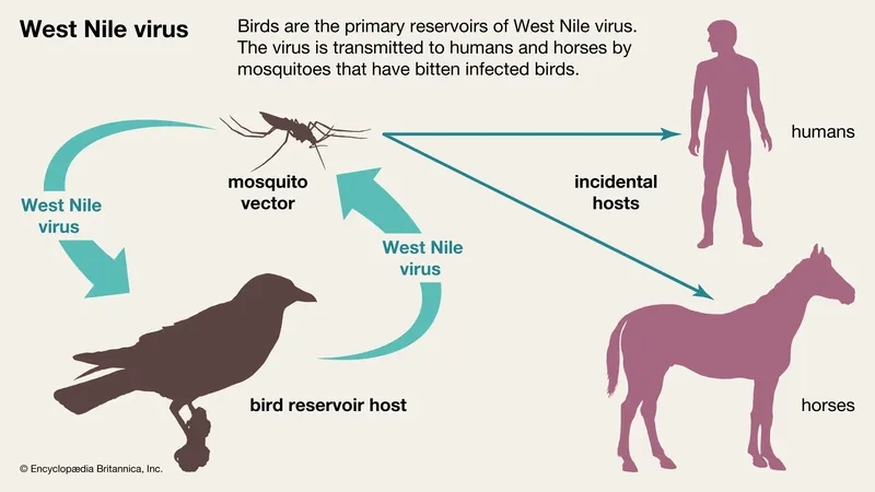 Recognizing common West Nile Virus symptoms