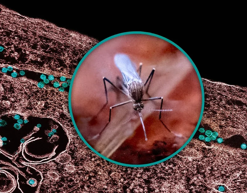 Official West Nile Virus map 2025 case data