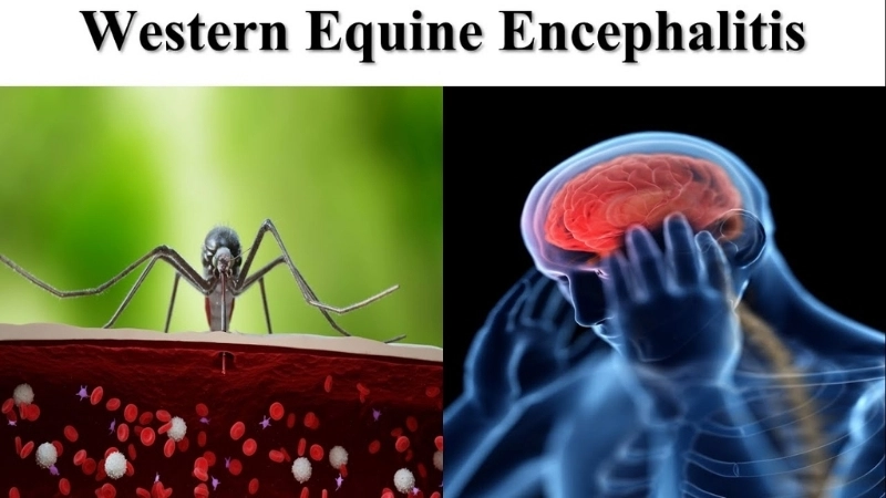 Protect horses from Western Equine Encephalomyelitis now