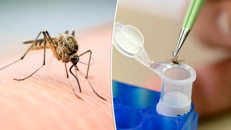 Protect yourself against encephalitis virus infections