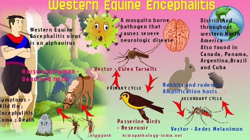 Learn how WEE virus spreads through mosquitoes