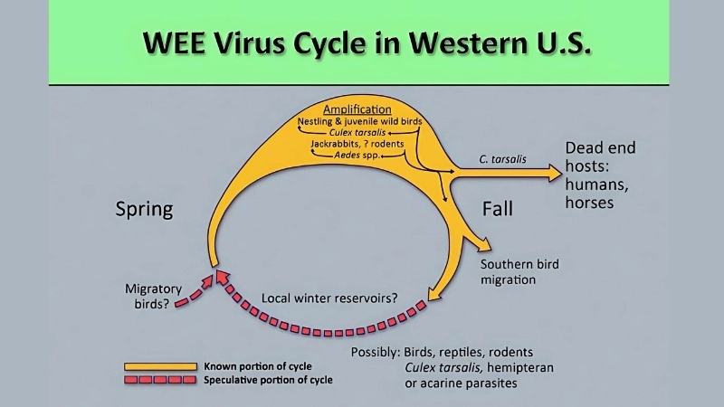 Stay safe with WEE vaccine for horses and humans