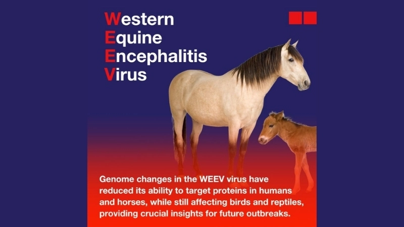Identify early Western Equine Encephalitis symptoms fast
