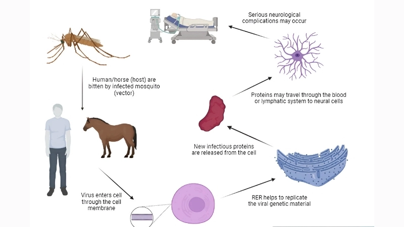 Prevent infection with Western Equine Encephalitis human tips
