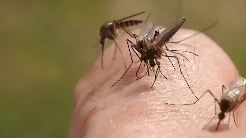 Understand risks of mosquito-borne disease in your area