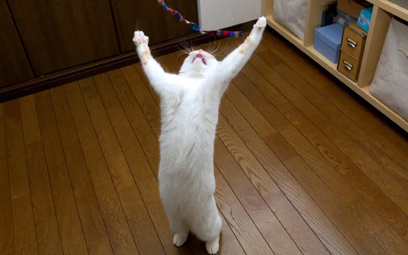 A genuinely excited yay meme from a movie