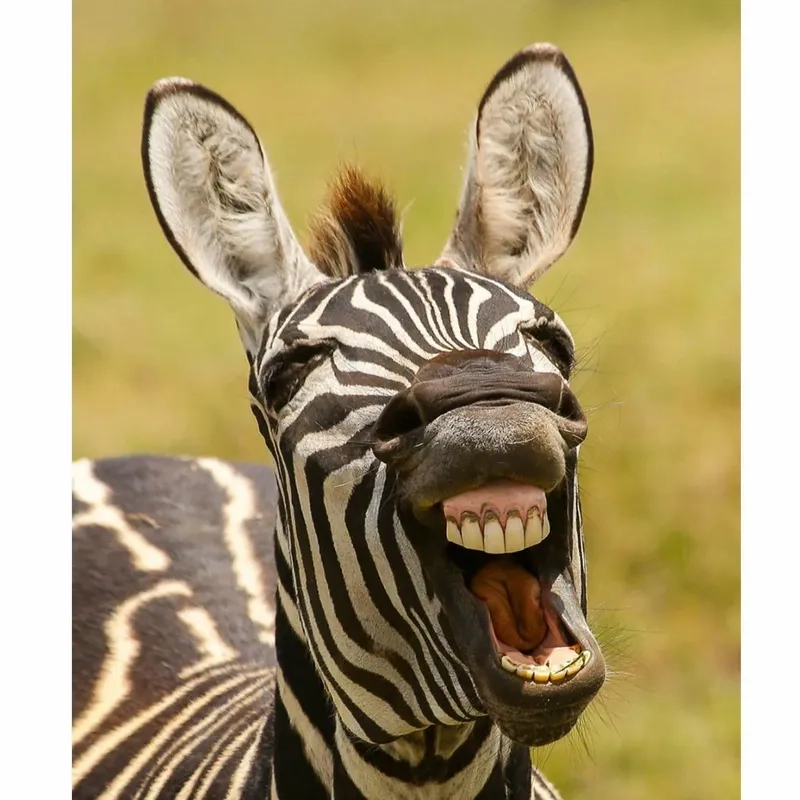 An animated yay gif for group chats