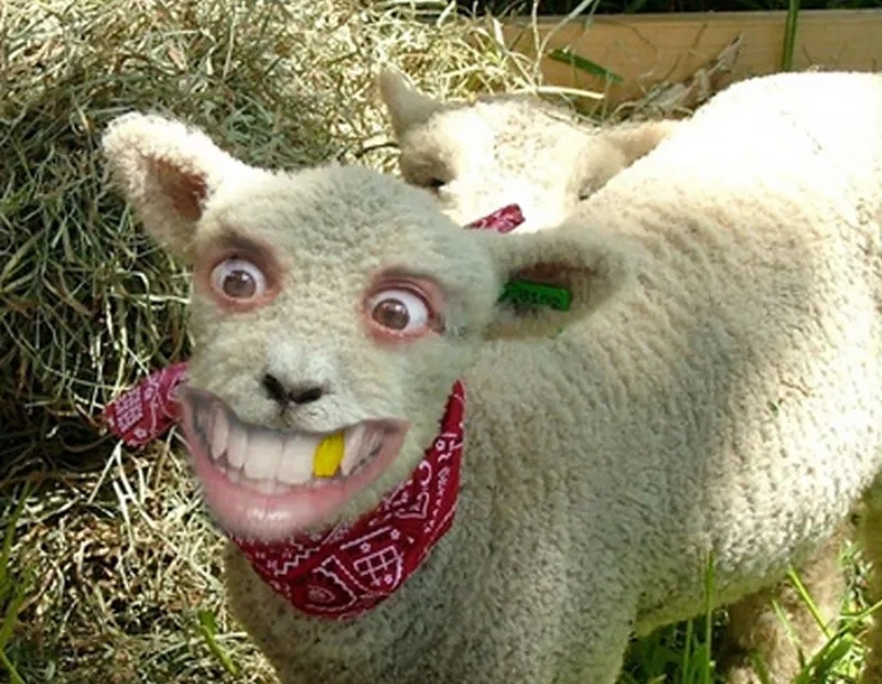 The adorable and excited yay cat meme