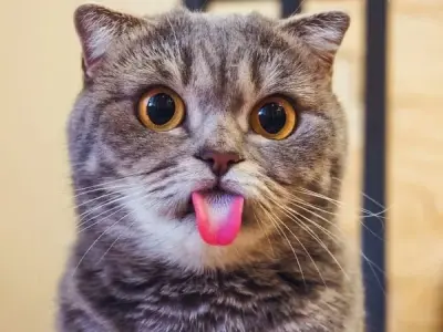 The internet's definitive a cat meme collection