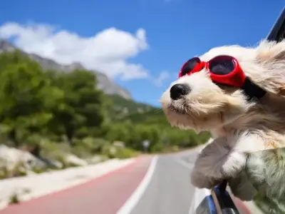 A dog meme for every occasion - The ultimate collection