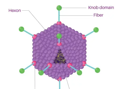 How adenovirus infection spreads so easily in close quarters